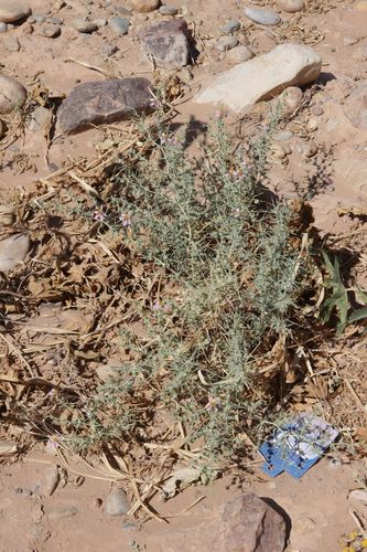 Image of Fagonia zilloides by (c) Olivier Argagnon, some rights reserved (CC BY)