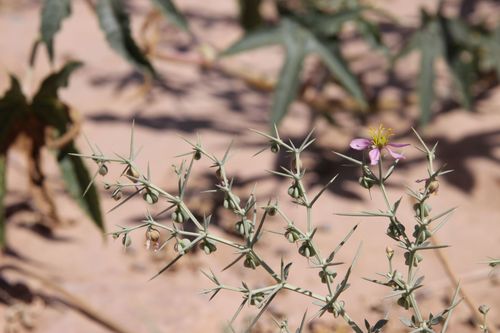Image of Fagonia zilloides by (c) Olivier Argagnon, some rights reserved (CC BY)