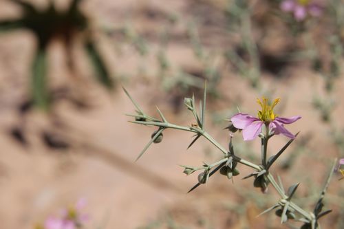 Image of Fagonia zilloides by (c) Olivier Argagnon, some rights reserved (CC BY)