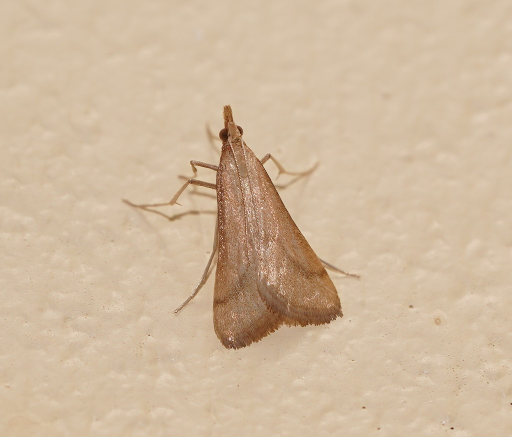 Sedenia xeroscopa