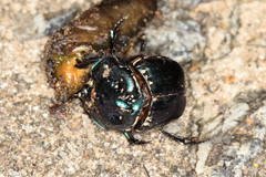 Coprophanaeus saphirinus