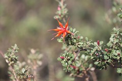 Lambertia inermis inermis