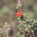 Lambertia inermis inermis - Photo 由 Arthur Chapman 所上傳的 (c) Arthur Chapman，保留部份權利CC BY-NC-SA