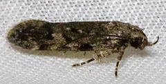 Chionodes pereyra