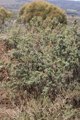 Lambertia inermis inermis