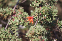 Lambertia inermis inermis