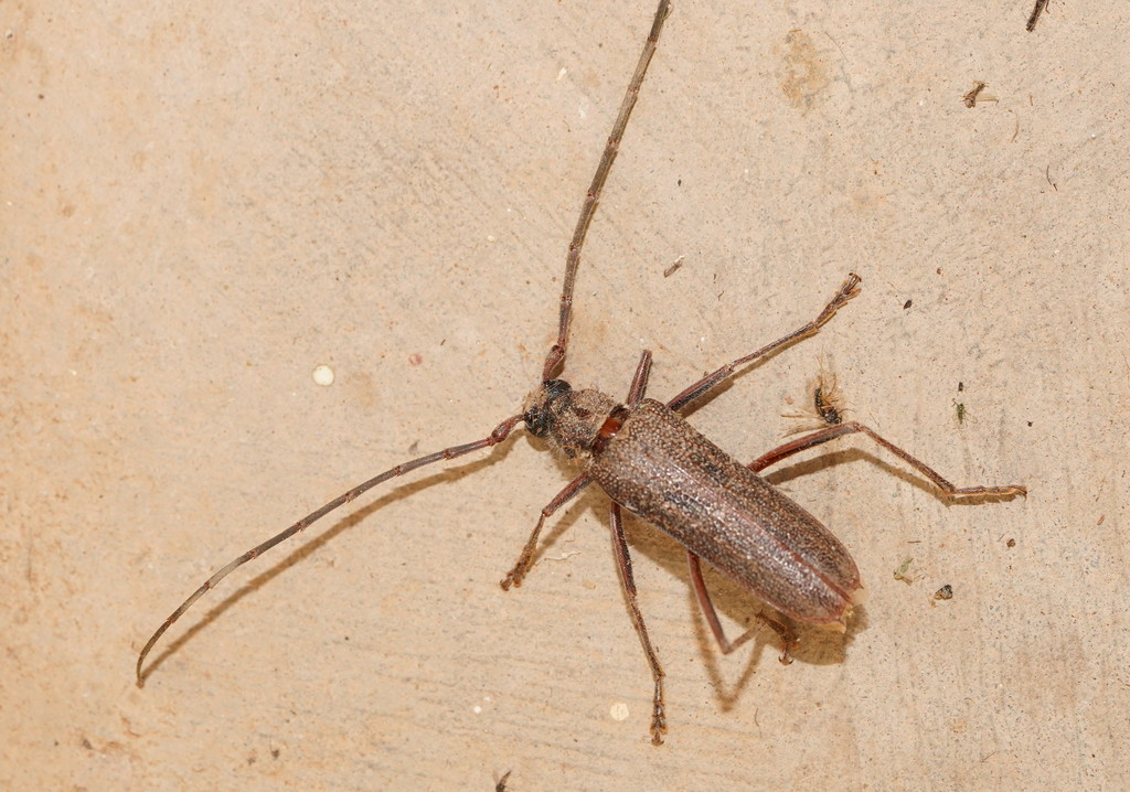 Phoracantha phaea
