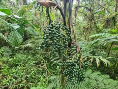 Chamaedorea linearis