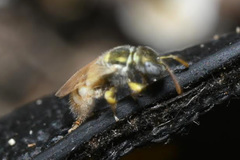 Nomioides minutissimus