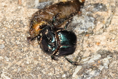 Coprophanaeus saphirinus