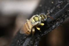 Nomioides minutissimus