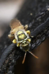 Nomioides minutissimus