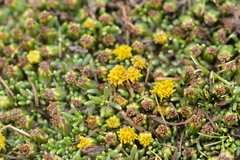 Senecio humillimus