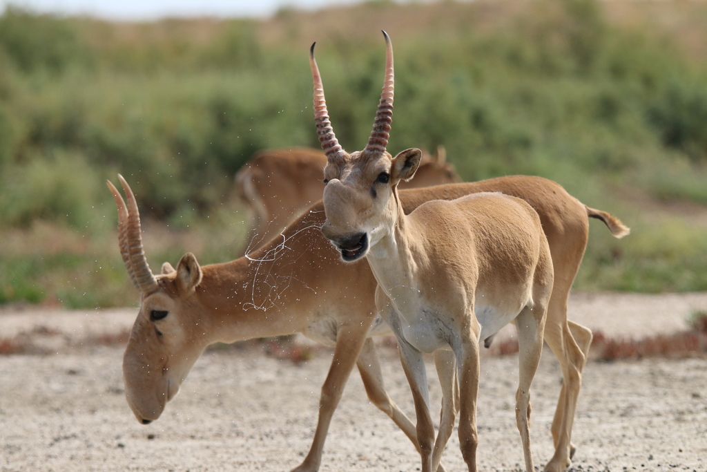 Antilope Saiga (Saiga tatarica) · iNaturalist Mexico