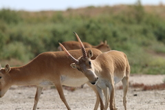 Saiga tatarica
