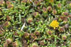 Senecio humillimus