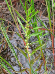 Proserpinaca palustris crebra