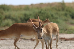 Saiga tatarica