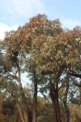 Eucalyptus staeri