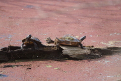 Trachemys scripta elegans