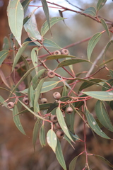 Eucalyptus staeri
