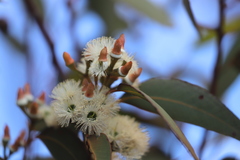Eucalyptus staeri