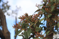 Eucalyptus staeri
