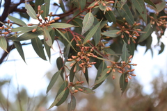 Eucalyptus staeri
