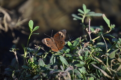 Junonia pacoma