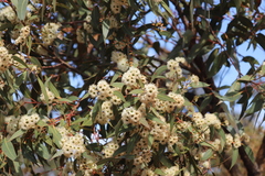 Eucalyptus staeri