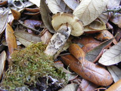 Leccinum roseoscabrum
