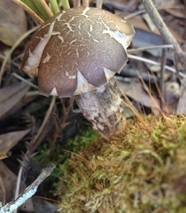 Leccinum roseoscabrum
