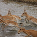 Antilope Saiga - Photo (c) Aleksey Levashkin, algunos derechos reservados (CC BY-NC), uploaded by Aleksey Levashkin