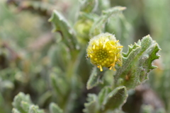 Senecio adenophyllus