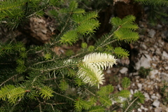 Abies cephalonica
