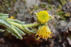 Senecio adenophyllus
