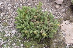 Senecio adenophyllus