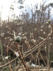 Edgeworthia