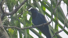 Cyanocorax caeruleus