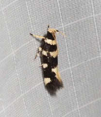 Macrobathra arrectella