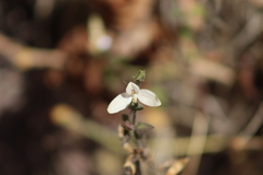 Carlowrightia