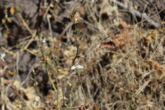 Carlowrightia