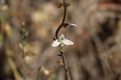Carlowrightia