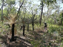 Cycas calcicola