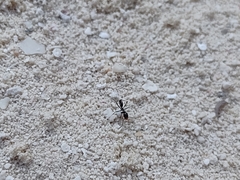 Dorymyrmex antillanus