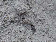 Dorymyrmex antillanus