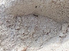Dorymyrmex antillanus