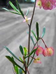 Dodonaea peduncularis