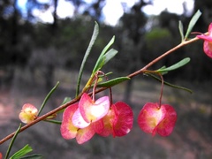 Dodonaea peduncularis