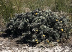 Leucospermum tomentosum